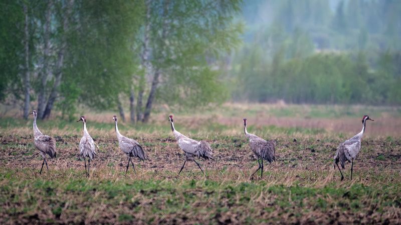 У него своя дорога фото превью