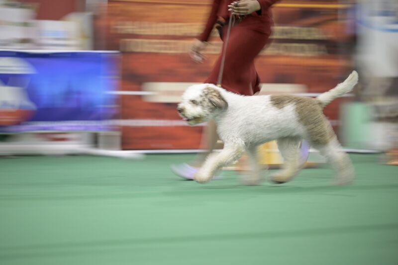 Lagotto Show фото превью