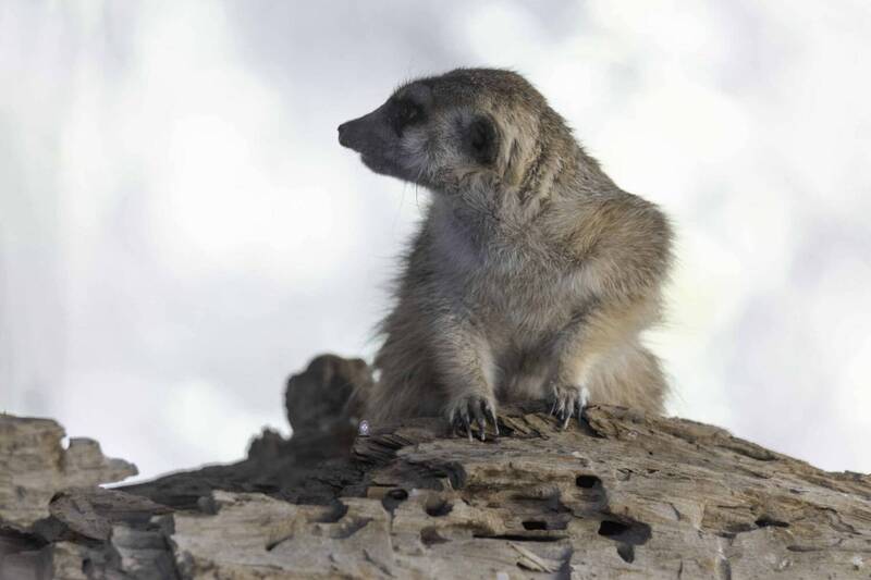 Slender-tailed meerkat фото превью