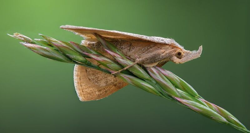 Morning perch