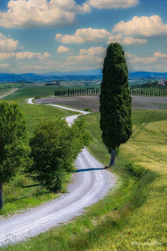 The lonely cypress фото превью
