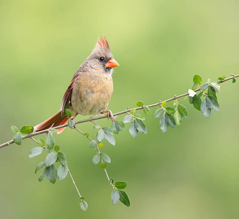 northern cardinal, cardinal, красный кардинал, кардинал, весна, птицы, birds, spring Female Northern Cardinal - Cамка.Красный кардинал фото превью