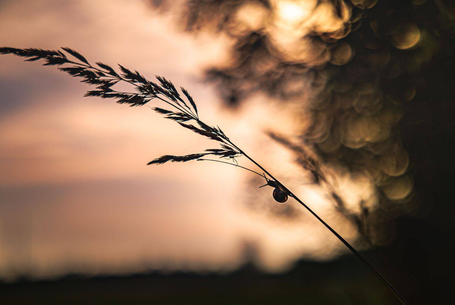 saule, dzīvnieks, Cielava Dace