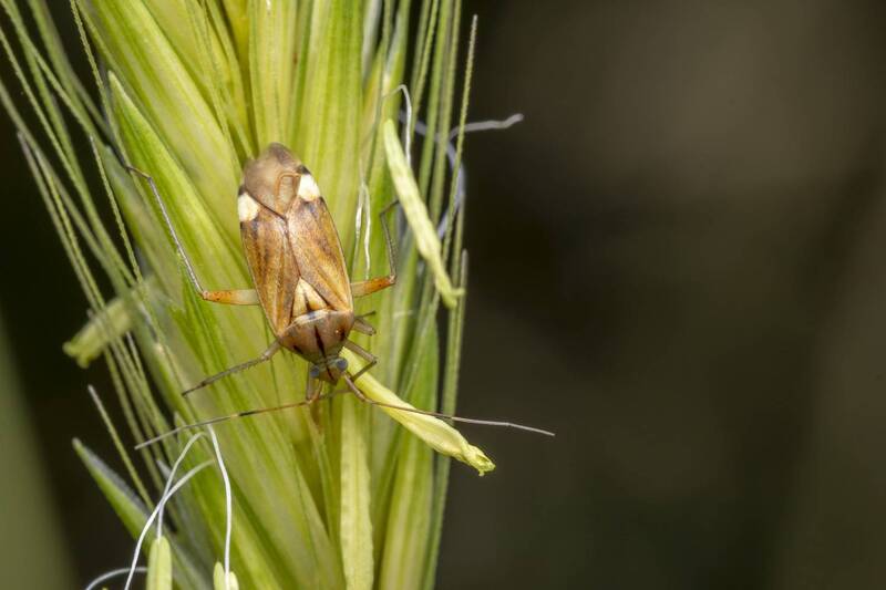 macro, insects, grass, nature, forest  фото превью