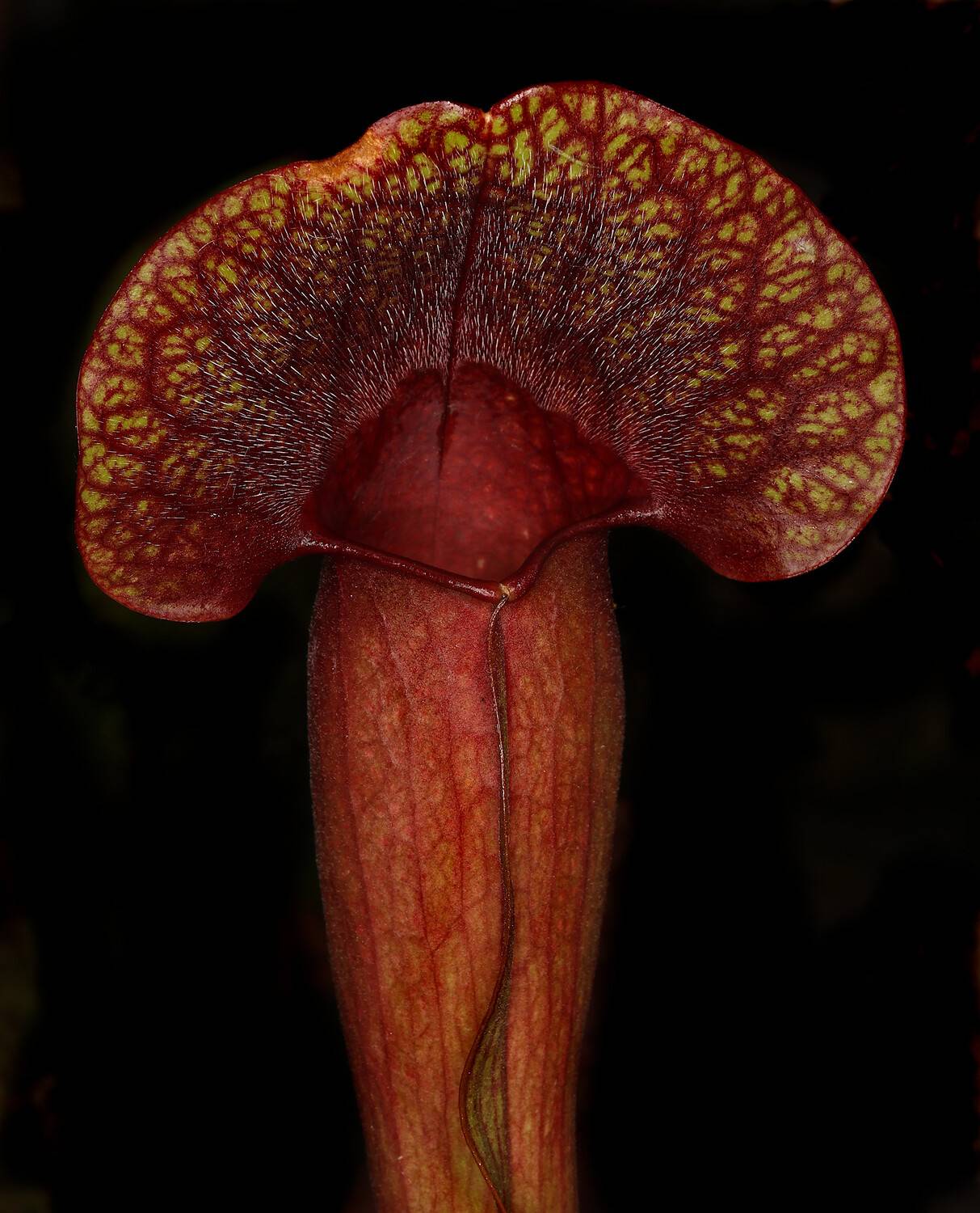 sarracenia, purpurea, Александр Зорин