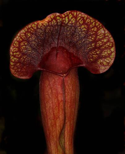 Sarracenia purpurea
