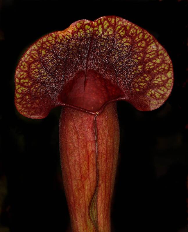 sarracenia, purpurea Sarracenia purpurea фото превью