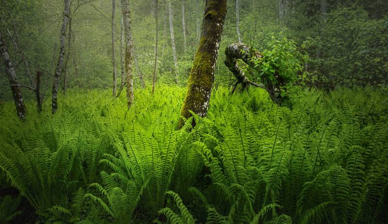 Paleozoic фото превью