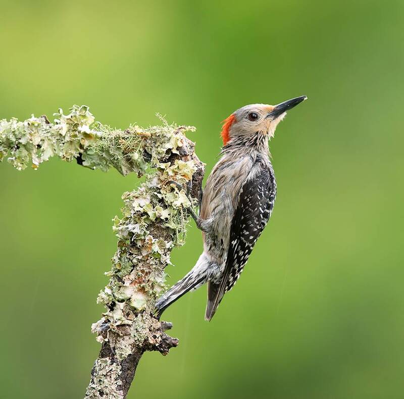 red-bellied woodpecker, woodpecker, дятел, птицы, bird, wild, spring Red-bellied Woodpecker female. Каролинский меланерпес cамка фото превью