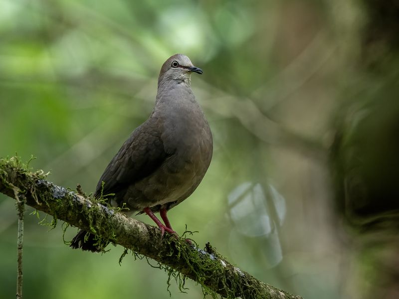 fernaabs, Burgalin, Aves_de_Costa_Rica, Gray-chested Dove (Leptotila cassinii) P Gray-chested Dove фото превью