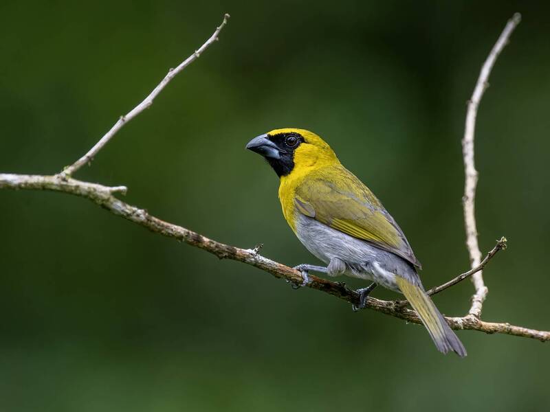 Black-faced Grosbeak фото превью