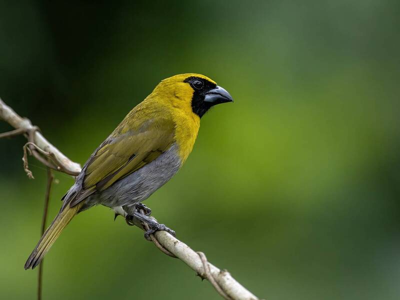 Black-faced Grosbeak фото превью
