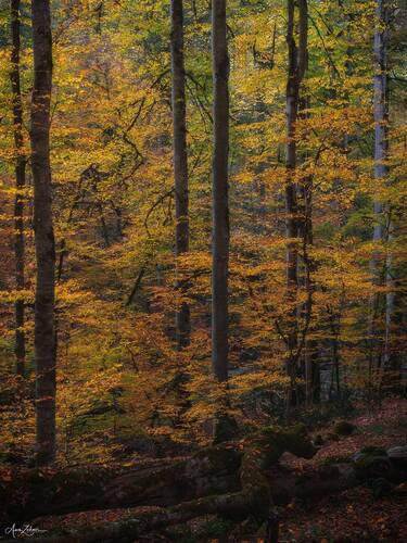 Trees