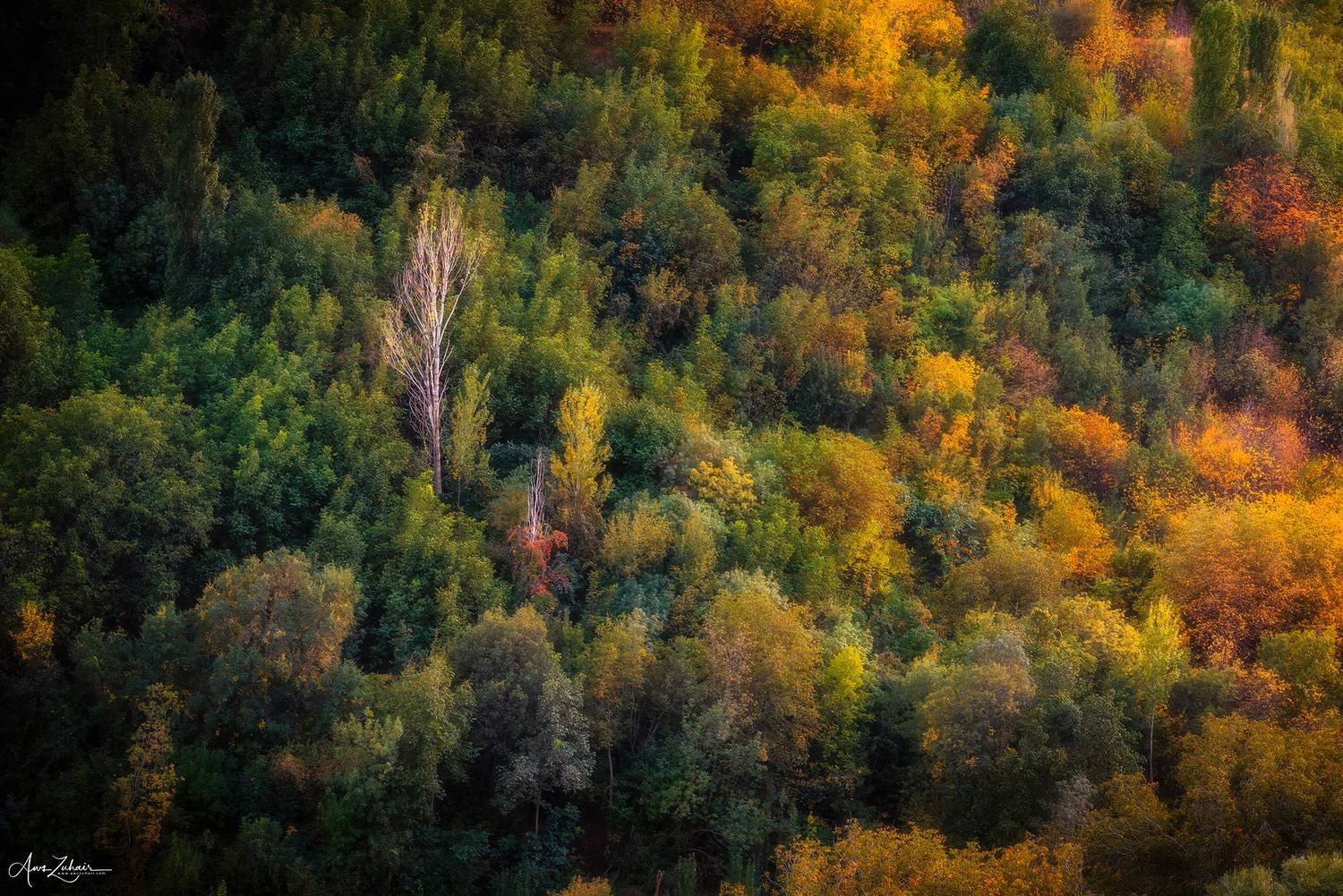tree, autumn, forest, travel, landscape, nature, photography, Aws Zuhair