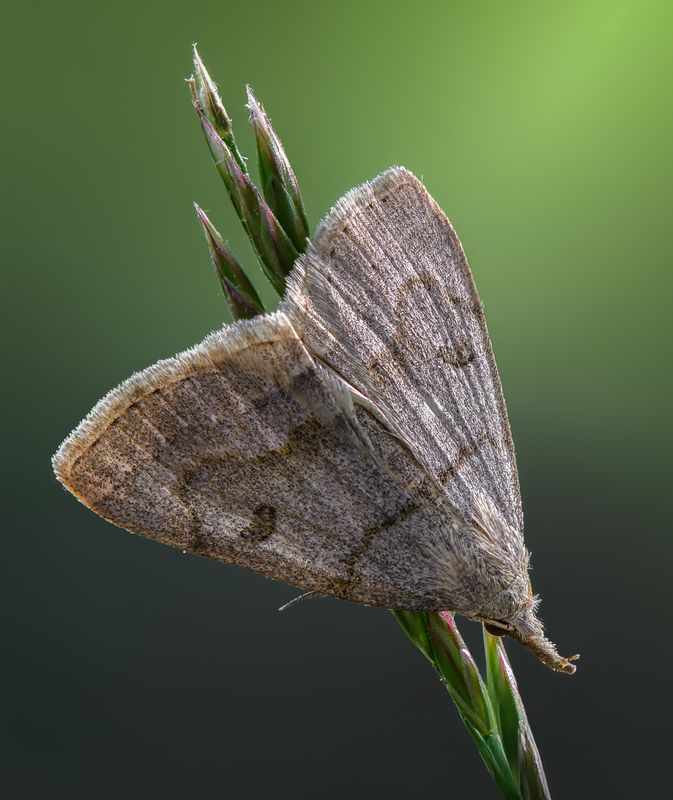 moth, insect, summer, green, macro Veil of silence фото превью