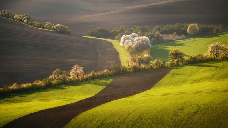 spring, field, green Bluming spring фото превью