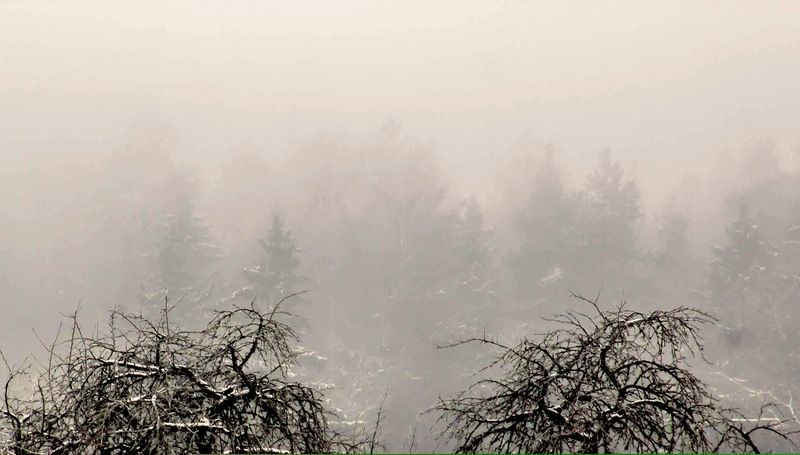 ziema, dūmaka, koki Ābeles ziemas dūmakā фото превью