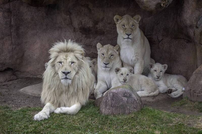 White lion family! фото превью