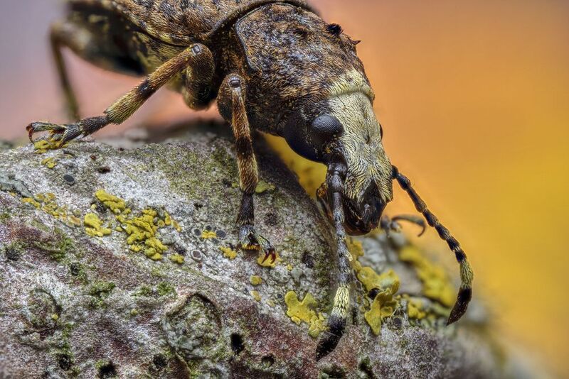macro, insect, (Platystomos albinus)  фото превью