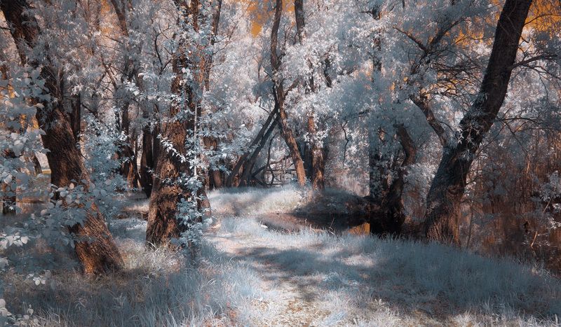 инфракрасная, фотография. Ивы, половодье. фото превью