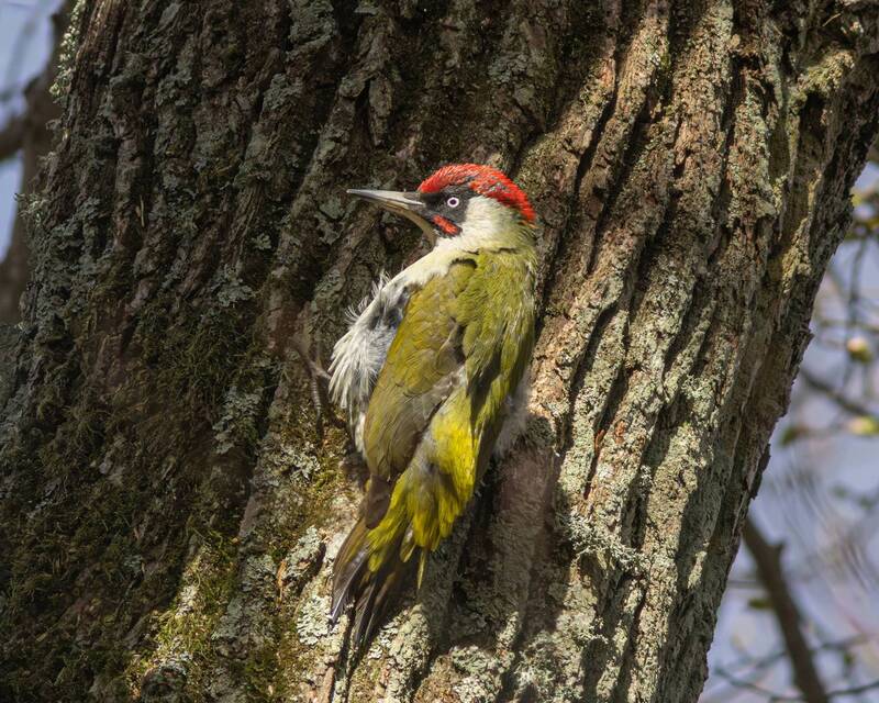 зелёный дятел, дятел, picus viridis, picus, green woodpecker, woodpecker, птицы калининградской области Мажор фото превью
