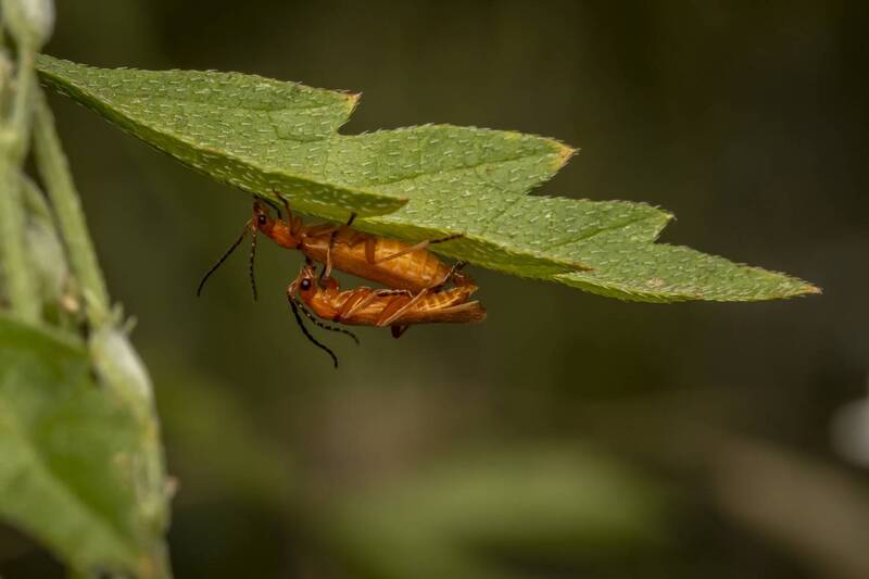 insects, macro, macrophotography, nature, closeup  фото превью