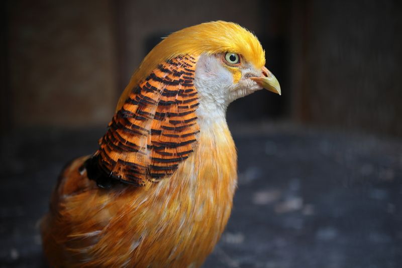 * фото превью