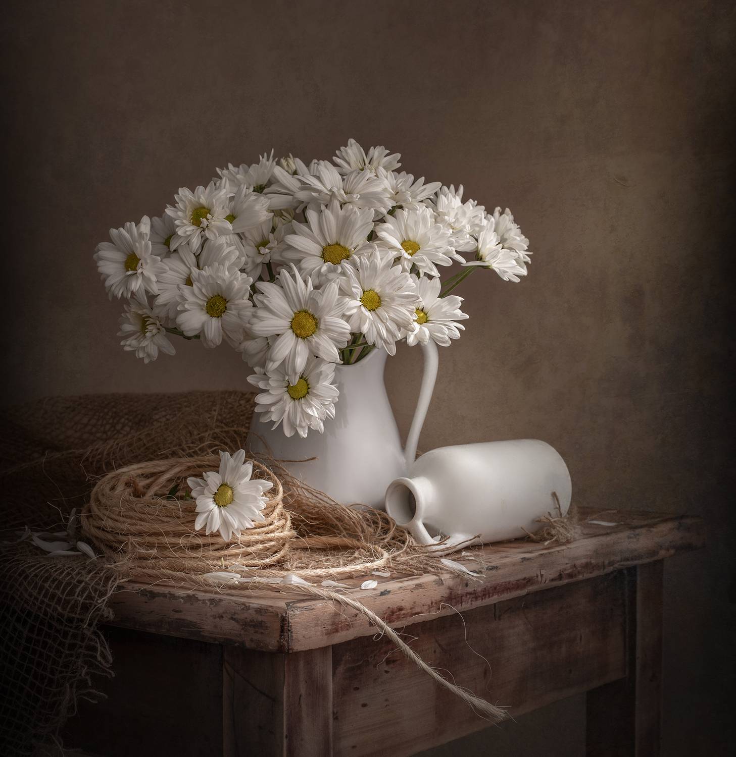 Still life, Chrysanthemum, light, white, texture, Maria Margareth Perfoncio