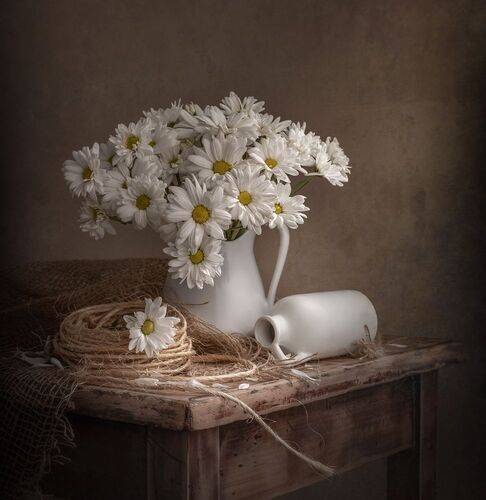 Chrysanthemum