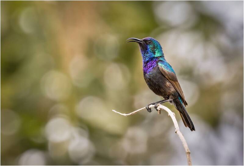 нектарница, нектарница палестинская, cinnyris osea, palestine sunbird, sunbird, птица Нектарница палестинская. (Cinnyris osea).Palestine sunbird фото превью