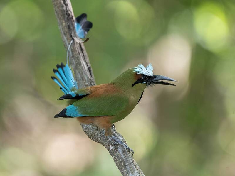 Turquoise-browed Motmot фото превью