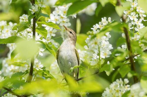 Пеночка-весничка (лат. Phylloscopus trochilus)