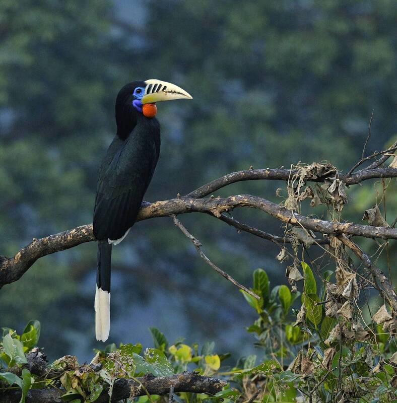 HORNBILL фото превью