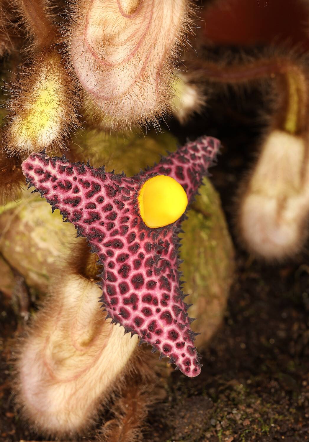aristolochia, kwangsinensas, Александр Зорин