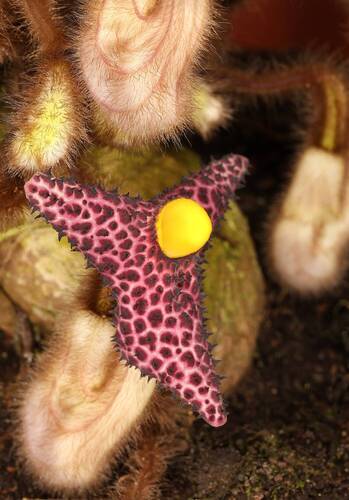 Aristolochia kwangsinensis