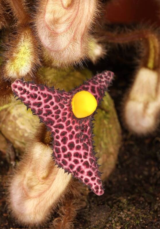 aristolochia, kwangsinensas Aristolochia kwangsinensis фото превью