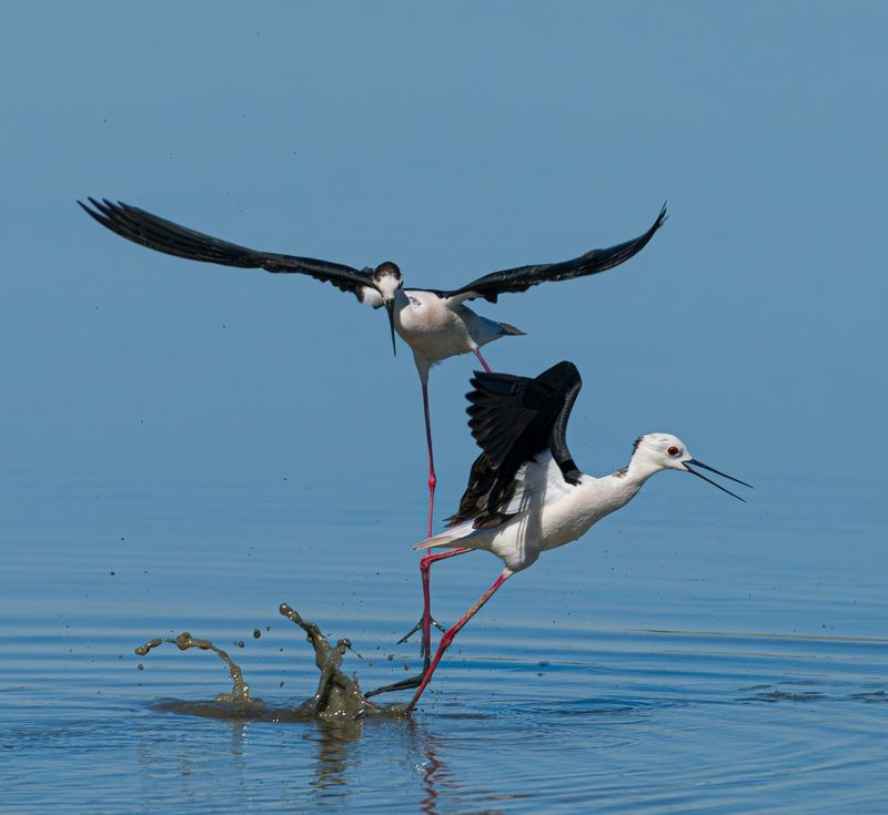 birds, birdsphotography, wildlife, wild The climax of the flight фото превью