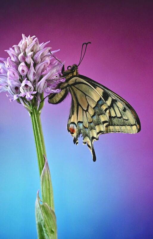 butterfly, macro, micro, macrophotography, photo, photography, microphotography, flower, flowers, flowersphotography, nature, woods, farfalle, natura, fiori, love, lovephotography Magic Butterfly фото превью