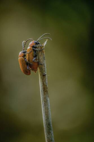 Chrysomelidae