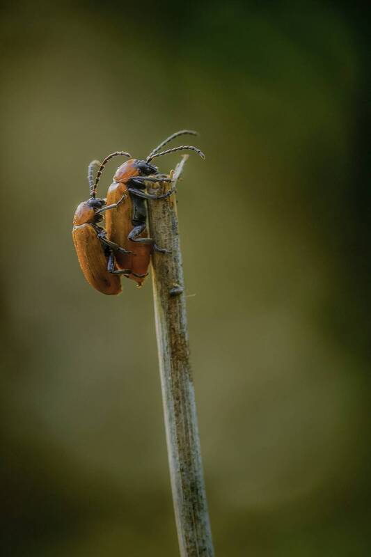 nature, insect, springtime, coleoptera, close up, bokeh, selective focus Chrysomelidae фото превью