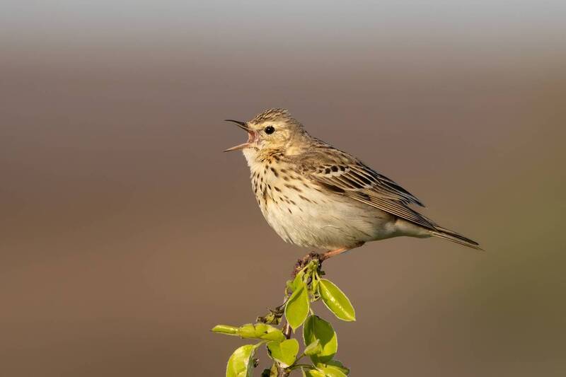 птицы, лесной конёк, anthus trivialis, anthus, весна Весенняя песня конька фото превью