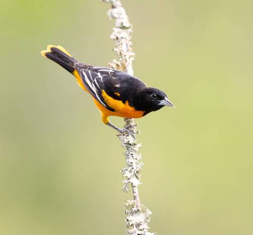 Baltimore Oriole - Балтиморская иволга