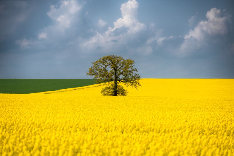 The lone tree фото превью