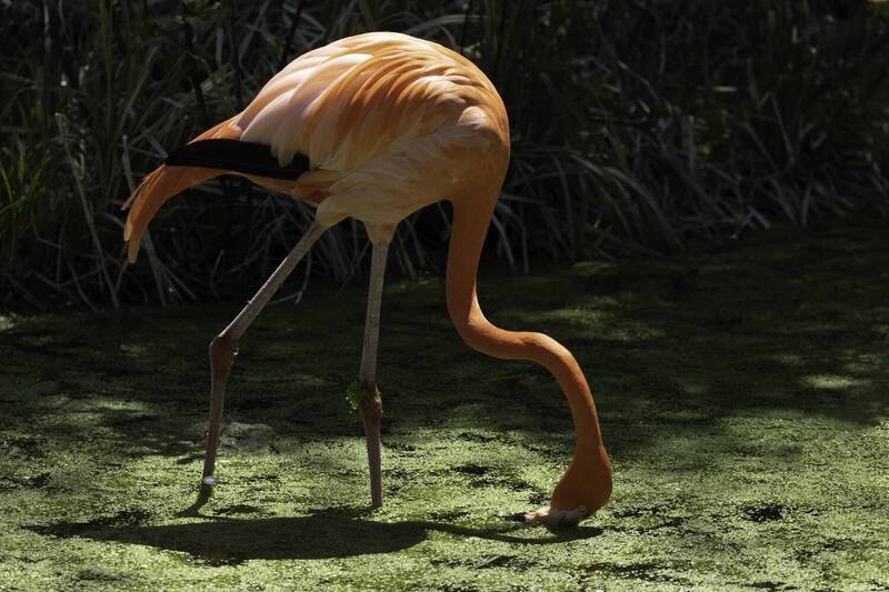 American flamingo фото превью