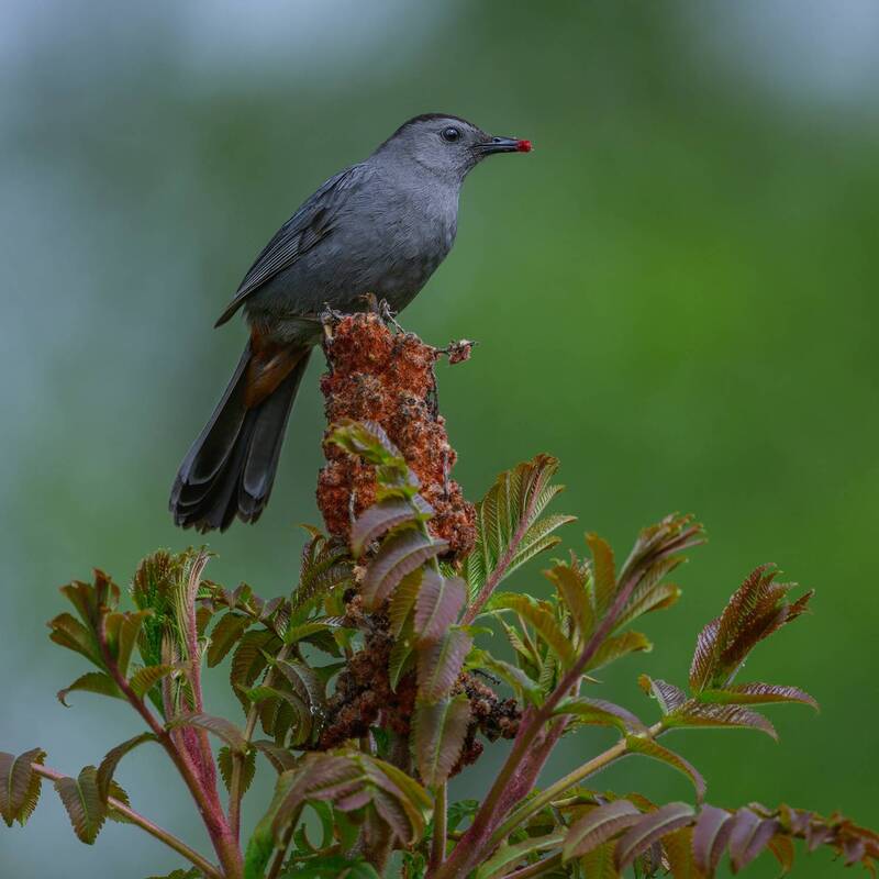 Gray Catbird фото превью