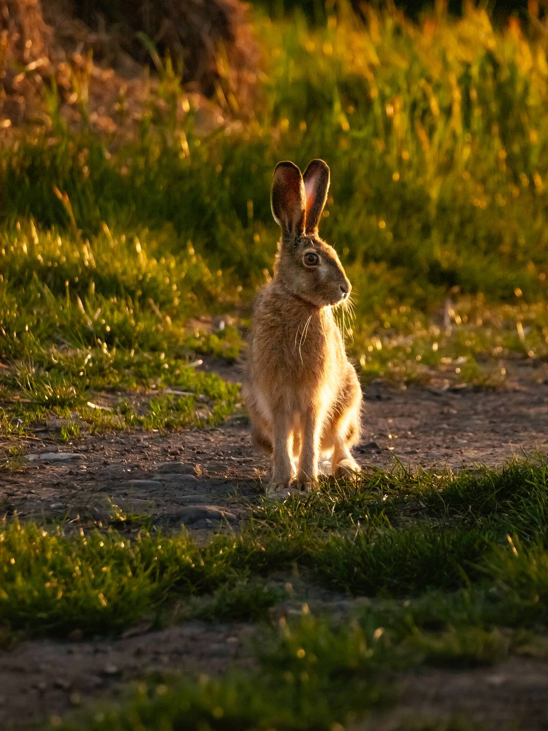 rabbit, wildlife, sunset, golden light, golden, hare, wild hare, Slavom&iacute;r Gajdo&scaron;