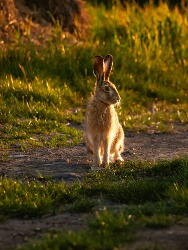 I am all ears