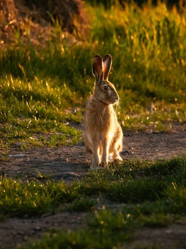 rabbit, wildlife, sunset, golden light, golden, hare, wild hare I am all ears фото превью