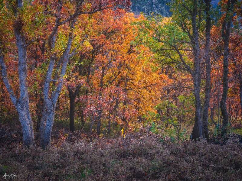 forest, woodland, autumn, travel, landscape, nature, photography, choman, iraq, kurdistan Forest фото превью