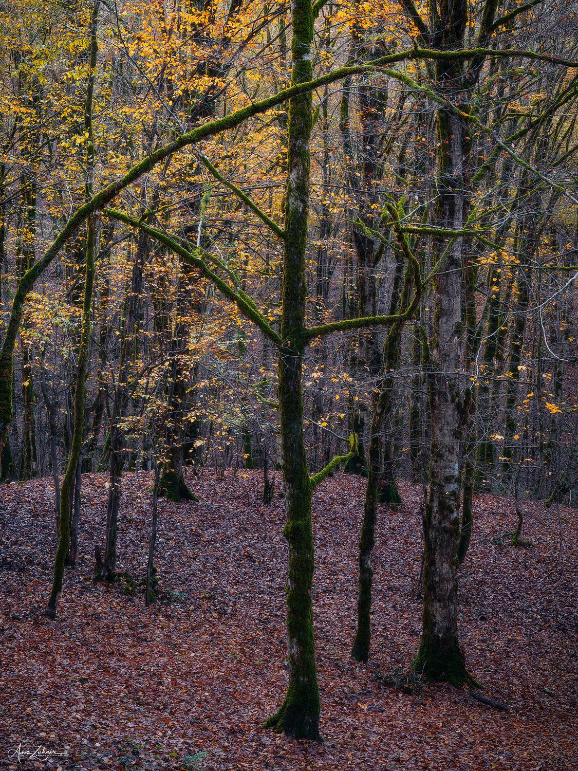 forest, autumn, travel, landscape, woodland, tree, iran, mazandaran, Aws Zuhair